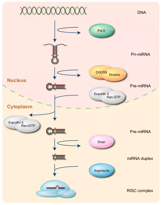 Figure 3.1
